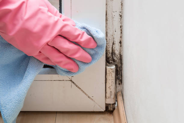 Best Residential Mold Removal  in Center, CO